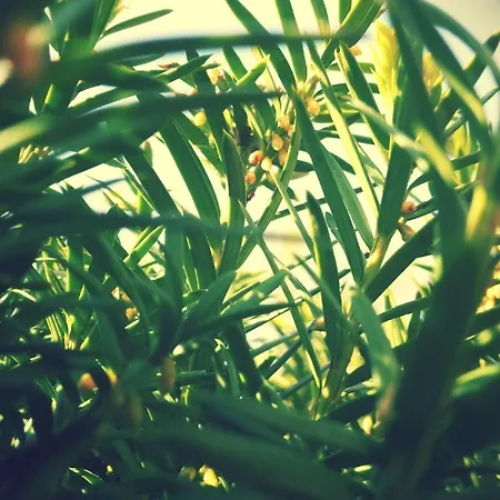 Pod Krokodylem Bed & Breakfast Łeba