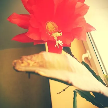 Pod Krokodylem Bed & Breakfast