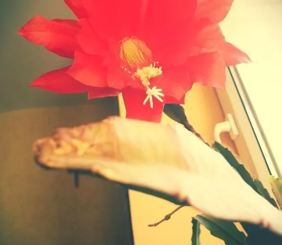 Pod Krokodylem Nocleg ze śniadaniem